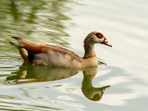 Schwimmende Nilente