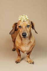Dachshund standing with gold bow on head, concept holiday surprise or pet gift