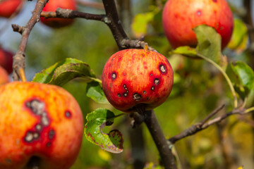 Ripe apples with visible blemishes hanging on a tree branch in a sunlit orchard during the autumn...