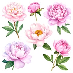Watercolor Painting Various Pink And