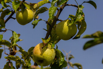 Fresh green apples hanging on branches against a clear blue sky in a vibrant orchard during late summer