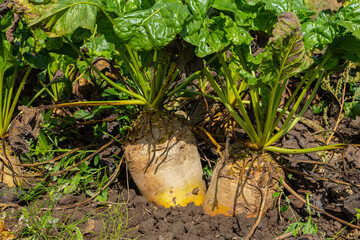 Fodder beet is a highly digestible feed with a beneficial effect on the health of animals. It has...