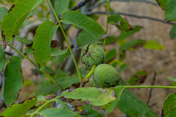 walnut tree, growing walnut in shell on branch, summer trees, green leaves, walnuts in peel
