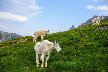 Fototapeta premium goat on the meadow