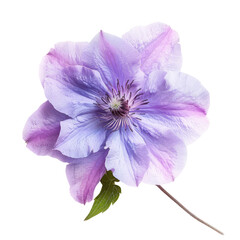 Close-up of a single, vibrant clematis flower.  Soft lavender-purple petals radiate outwards, with a paler lavender center. 