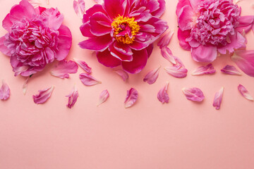 Pink peony flowers with scattered petals on pastel background flatlay. Place for a text.