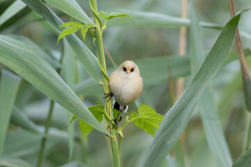 Bearded reedling, Panurus biarmicus. A young male sits on a reed stalk on the riverbank