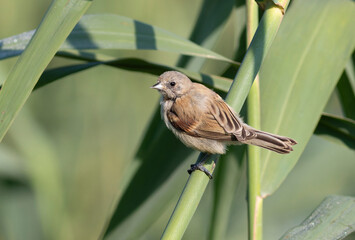 Eurasian penduline tit, Remiz pendulinus. A young bird sits on a reed stalk on the riverbank