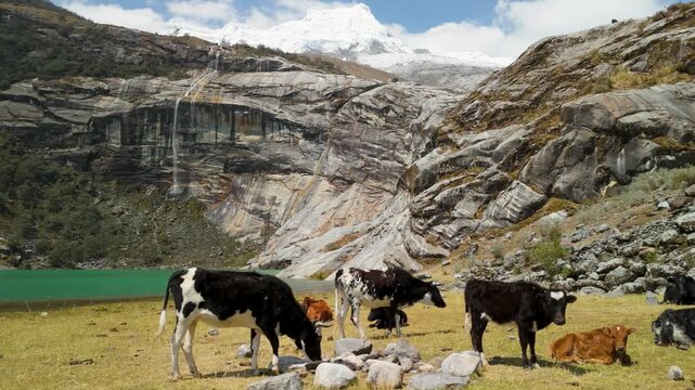 Parallax aerial shot of cows grazing and resting on a grassy field near turquoise Laguna 513, with Hualc&aacute;n Mountain rising majestically in the background.