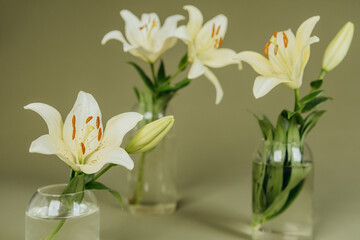 Three clear vases with yellow lilies on green background