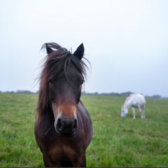 brown and white pony graze on the moor in national nature reserve dartmoor