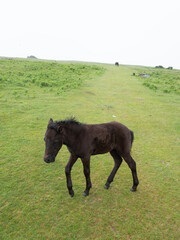 foal and mother pony on the moor of dartmoor in mist
