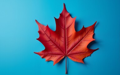 Crimson-hued fallen leaf resting on a vibrant blue surface. High quality
