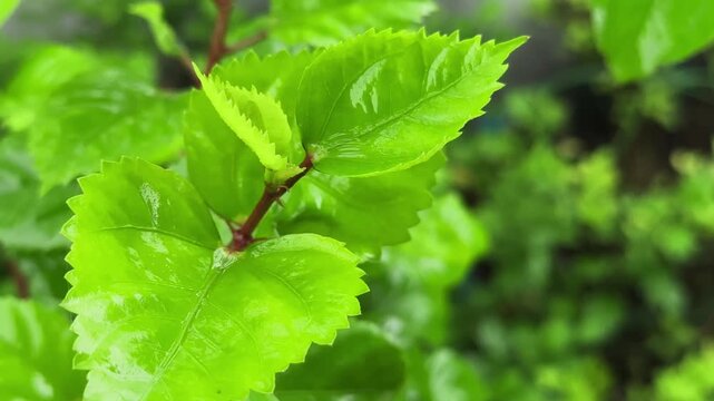 close up of fresh new leaves of a Hibiscus plant, glistening softly with the slow rain The central focus is on a cluster of young, tender leaves emerging from a reddish-brown stem,