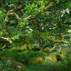 old oak trees with moss covered rocks in wistmans wood in UK national nature reserve dartmoor