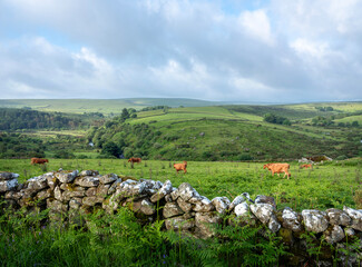 brown cows in meadow and stone wall on the moors of national park dartmoor in the uk