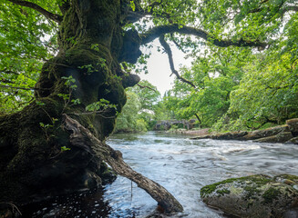 Fototapeta premium river tavy and bridge in english dartmoor national park