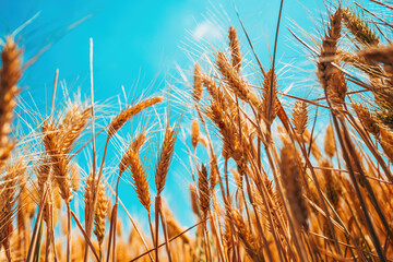 Golden wheat field close-up under clear blue sky, ripe cereal crops waving in summer breeze, rural...