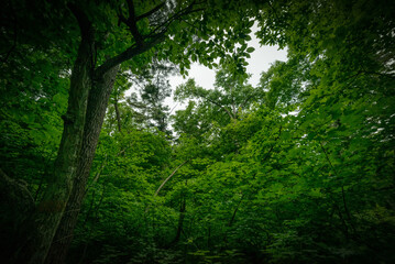 Trees branches silhouette over light sky background.