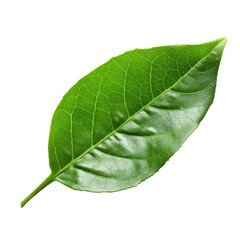 Obraz premium Close-up of a vibrant green leaf, sharply focused against a black background. Leaf veins are clearly visible, showcasing its structure. A single, healthy leaf, displaying a rich chlorophyll color