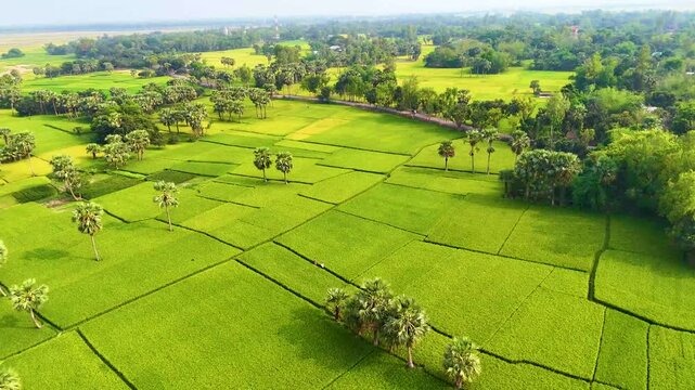 beautiful natural rice field green weather drone video aerial view rice field top view drone view landscape 4K aerial views paddy at west bengal, India and Bangladesh