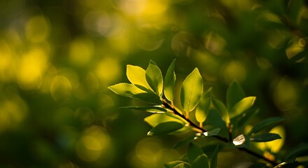 Obraz premium Green Leaves on Branch Glowing in Sunlight Shallow Depth of Field