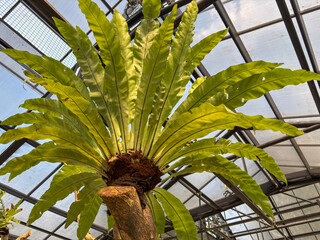 Obraz premium bird's nest fern (Asplenium nidus) growing as an epiphyte on a tree trunk in a tropical greenhouse. The vibrant green leaves radiate from the center, creating a beautiful rosette shape