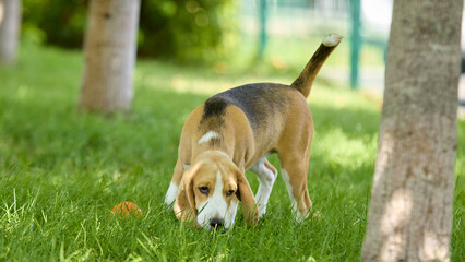Beagle sniffing grass with focused expression in park. Concept of pet care, outdoor lifestyle,...