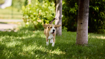 Beagle running with ears flapping on green grass in park. Concept of outdoor lifestyle, pet care, adoption, family pets, wellness and active training