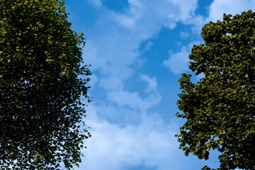 Obraz premium Lush green tree canopies frame a vibrant blue sky punctuated by fluffy white clouds, creating a natural, serene composition viewed from below