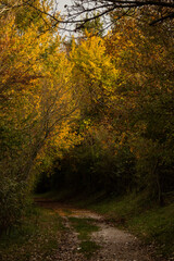 Obraz premium strada sterrata che passa in mezzo agli alberi dai colori autunnali in un ambiente naturale