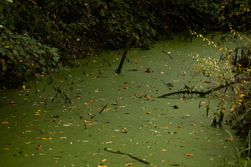superficie di un canale pieno d'acqua stagnante in un ambiente naturale coperto da uno strato di...