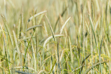 A healthy and organic crop of grain growing in the countryside sustainable farming concept