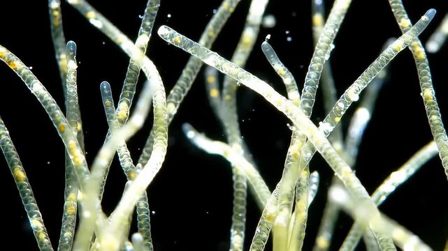 Mesmerizing Microscopic Algae, A Close-Up View of Aquatic Plant Life