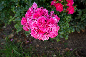 A cluster of vibrant pink roses in full bloom in a garden, surrounded by green foliage.