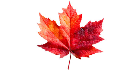 Fototapeta premium Red maple leaf as an autumn symbol as a seasonal themed concept as an icon of the fall weather isolated on transparent background