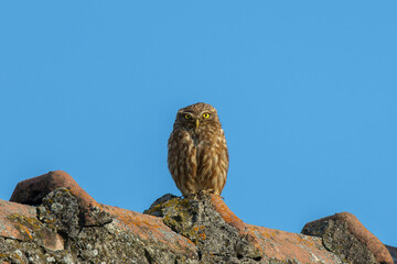 little owl perched on roof sky