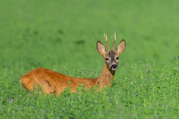 Selbstklebende Fototapeten Rehe roe deer buck in lucerne field  © taviphoto