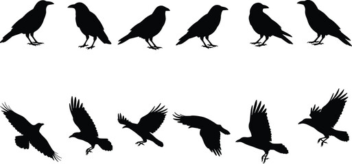 Crow and bird silhouettes, flying and standing bird vector, animal illustration, black birds collection, flying crow, wildlife graphic design