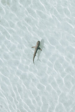 Aerial view of a shark swimming in the sun-drenched, crystalline waters, the sea floor creating mesmerizing patterns of light and shadow, Moorea, Windward Islands, French Polynesia.