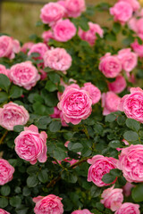 Pink roses bloom abundantly in a garden during spring season