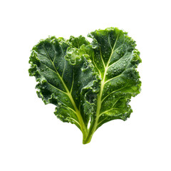 Fresh Dew-Covered Lacinato Kale Leaves Isolated on Black Background