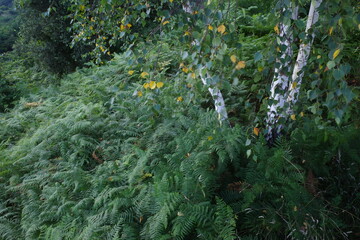 Vegetation in the forest