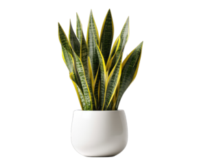 Snake plant with yellow stripes in white pot