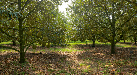 Fototapeta premium Wide shot of durian trees in a plantation, misty early morning atmosphere