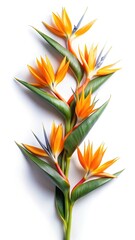 Elegant Bird of Paradise Flowers on a Crisp White Background, Artistic Arrangement