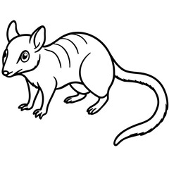 Tree shrew line art vector