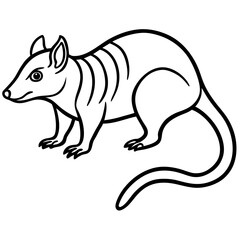Tree shrew line art vector
