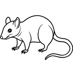 Tree shrew line art vector