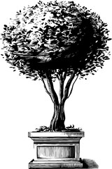 Fototapeta premium Vintage boxwood shrub engraving for garden design and decoration